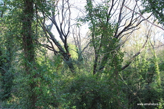 Acero del bosco Nicolosi